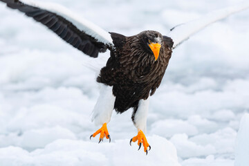 Steller's sea eagle. Steller's sea eagle in flight. Wild sea eagle from winter Japan, Hokkaido.