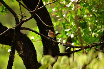 papa formiga vermelho