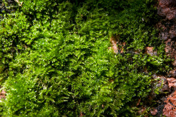 Close-up of green moss on a red granite rock. Texture of stone and moss. Macro photography. 