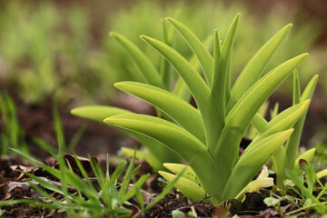 Obraz premium Young shoots of Hemerocallis fulva or orange daylily on a blurred background. Closeup.