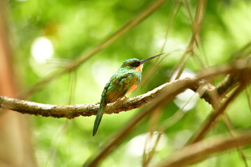 ariramba de cauda ruiva