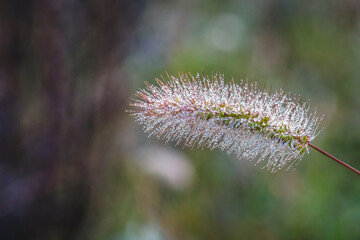 Obraz premium Morning dewdrops of a plant (closeup)