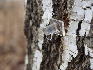 Birch sap. Collecting birch juice in nature. Plastic tap for juice collection. Rural tradition