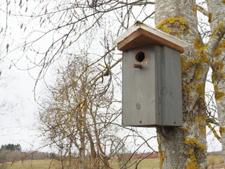 Bird cage in a tree. Gray bird house. Bird nesting season