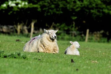 Obraz premium sheep and lamb