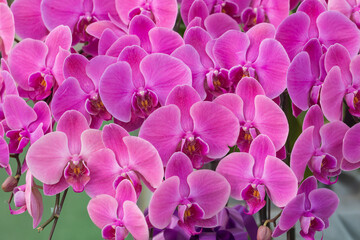 Colored Phalaenopsis and green leaves，Phalaenopsis aphrodite Rchb. F.