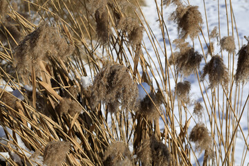 Dry reed grasses sway by the lake in winter