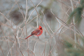 Northern Cardinal in the winter snow