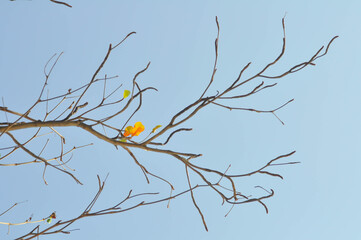 branch or tree and blue sky