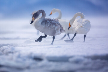 Whooper swan. Whooper swan in winter. Whooper swan from Japan. Wild animal from Hokkaido in wintertime.