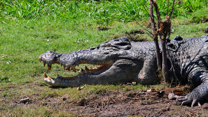 head of crocodile with open mouth, laying in the sun