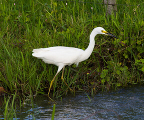 great white heron