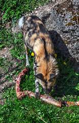 African hunting dog tearing a big piece of meat. Latin name - Lycaon pictus