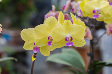 Colored Phalaenopsis and green leaves，Phalaenopsis aphrodite Rchb. F.