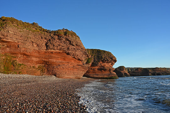 Red sandstone Seaton Cliffs near Arbroath, Angus Coast, Scotland. Pebble beach and sea in foreground. Cloudless blue sky. Early morning just after sunrise.