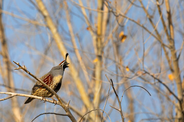 Gambel's Quail singing on a branch. Gambel's Quail from Bosque del Apache Wildlife Refuge. New Mexico.