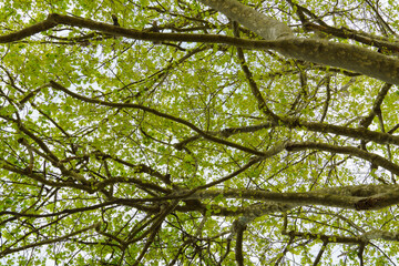 green leaves against sky