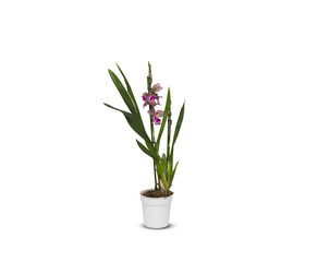 Naklejka na ściany i meble beautiful orchids in pots isolated on white background with clipping path