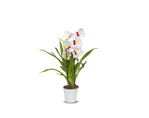 beautiful orchids in pots isolated on white background with clipping path