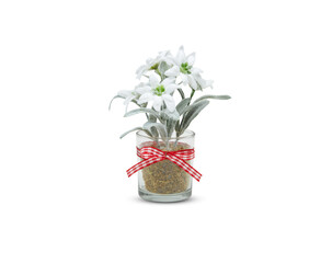 flowers christmas decoration isolated on white background with clipping path