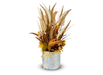 Golden barley summer in aluminum pots isolated on white background with clipping path