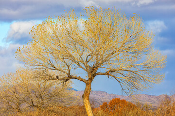A bald eagle sitting in the tree crown. The landscape of New Mexico. Bosque del Apache Wildlife Refuge.
