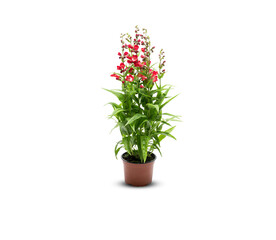 Beautiful flowers in a pot isolated on white background with clipping path