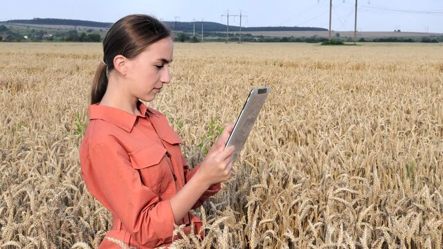 Caucasian Agronomist checking the field of cereals and sends data to the cloud from the tablet. Smart farming and digital agriculture concept. Successful organic food production and cultivation