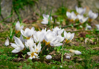 Spring crocuses bloom in the garden.