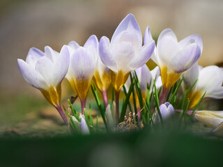 Fototapeta premium Spring crocuses bloom in the garden.