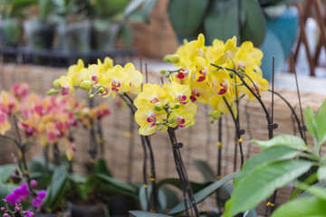 Colored Phalaenopsis and green leaves，Phalaenopsis aphrodite Rchb. F.