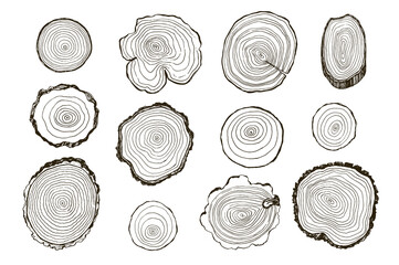 Tree rings hand drawn vector illustrations line set - 425065567