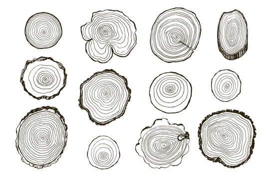 Tree rings hand drawn vector illustrations line set