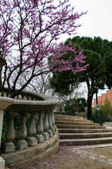 Obraz premium A park with a purple tree near stairs