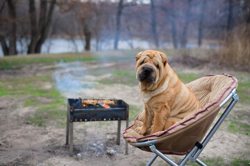 the dog sharpey is sitting on a chair in nature, next to the barbecue, looking at the camera. portrait of dogs close-up, red happy dog with owners