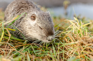 nutria in the grass	
