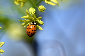 Marienkäfer auf gelben Lindenblüten
