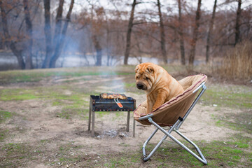 the dog sharpey is sitting on a chair in nature, next to the barbecue, looking at the camera....