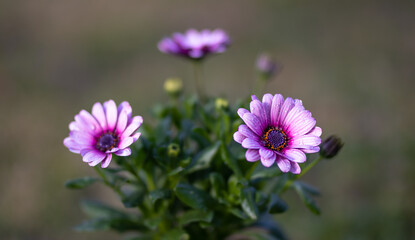 Obraz premium Blüten mit Wassertropfen Offenblende pink und violet