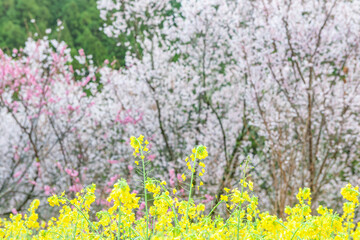 Obraz na płótnie Canvas 早咲きの桜と菜の花