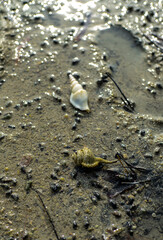 Mussels