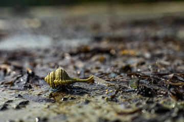 Ostracod (frontal)