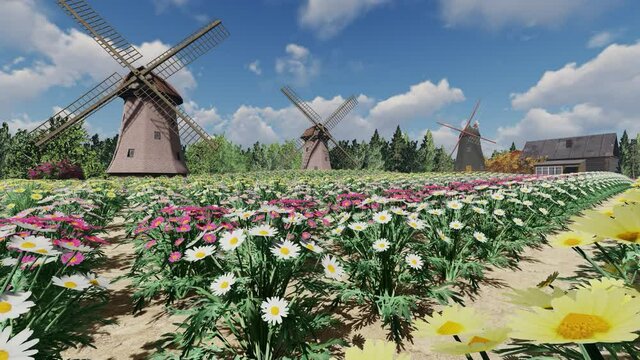 Passing thru field of colorful daises towards wooden windmills