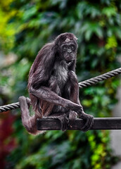 Variegated spider monkey on the beam. Latin name - Ateles hybridus	