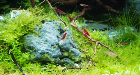 The landscape of freshwater aquarium tank with natural forest, tropical fish, fire red dwarf shrimp, various plants, driftwood, and rock stone...