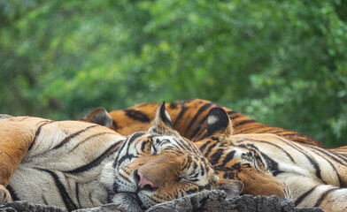 Three Bengal tigers sleeping on the wooden log in the nature background.