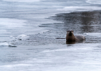 Fototapeta premium River Otters Saskatchewan