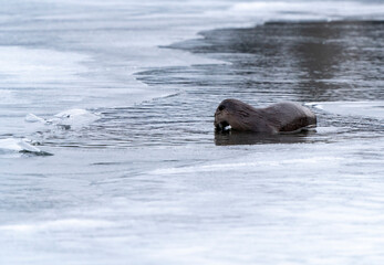 River Otters Saskatchewan