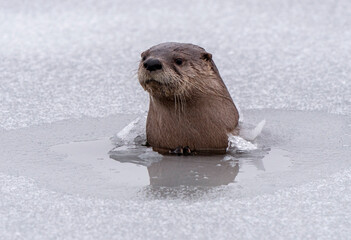 River Otters Saskatchewan