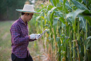 Asian young farmer or academic working in the field of young corn tree. Research or checking the problem after planting